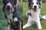 Hvalpe/Puppies 2018