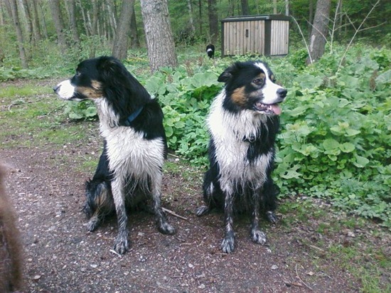 mudderhunde