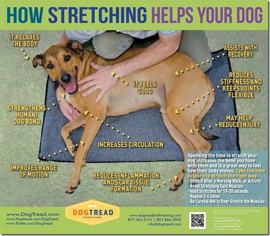 Canine_Stretching-Large