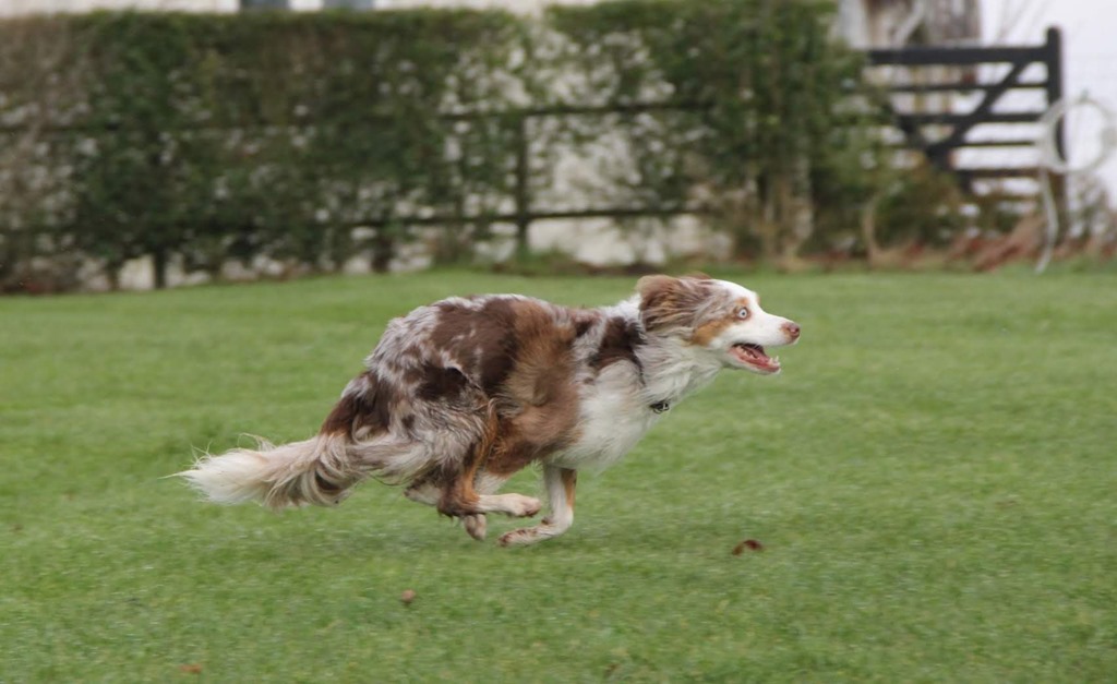 S&aring; gerne have din hund til at l&oslash;be hurtigere? - K9 Performance Blog